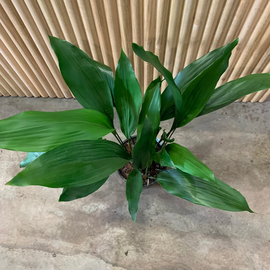 Aspidistra elatior ‘Cast Iron’ Plant 20cm Pot |My Jungle Home|