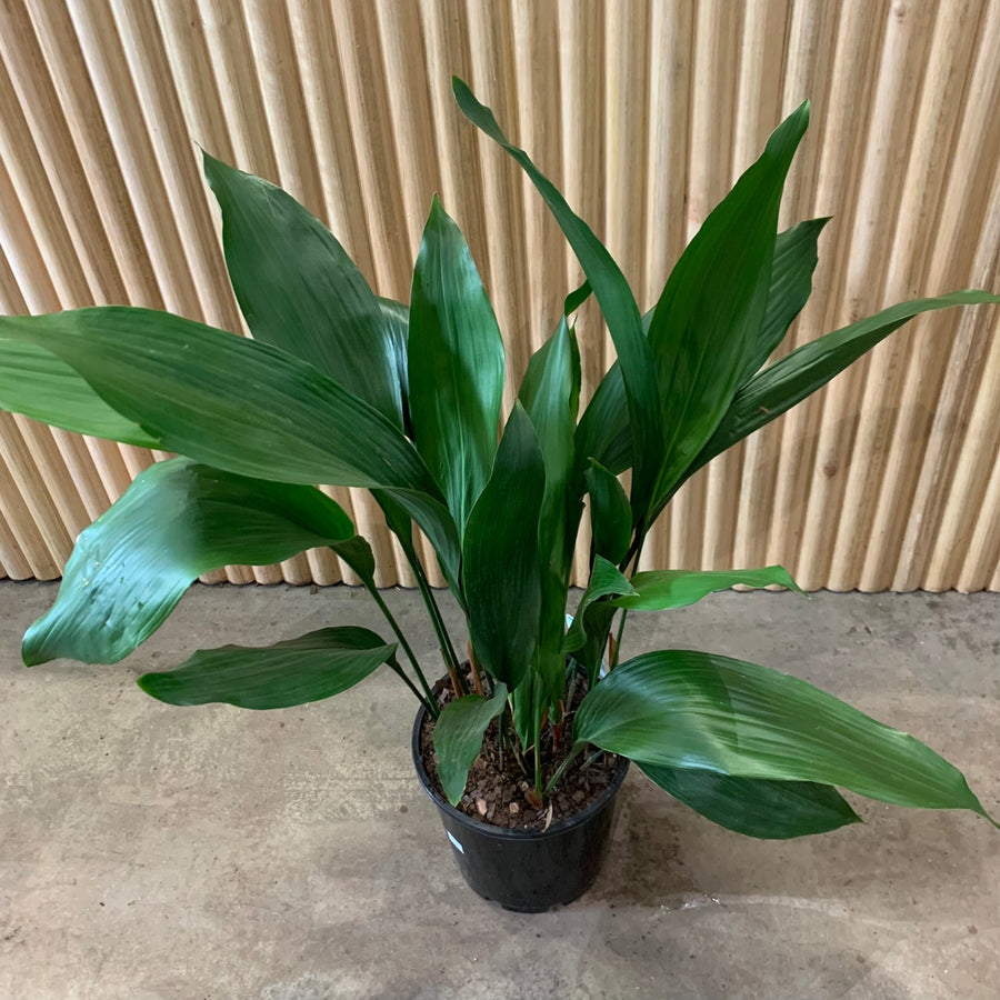 Aspidistra elatior ‘Cast Iron’ Plant 20cm Pot |My Jungle Home|