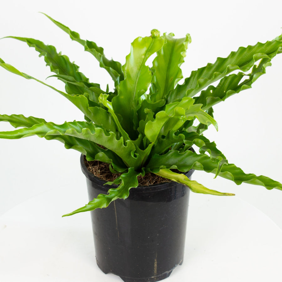 Asplenium Leslie - Birds Nest Fern 14cm pot |My Jungle Home|