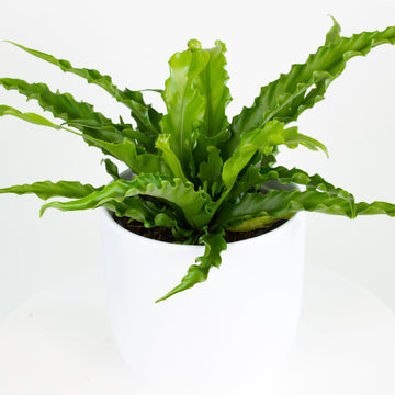 Asplenium Leslie - Birds Nest Fern 14cm pot |My Jungle Home|