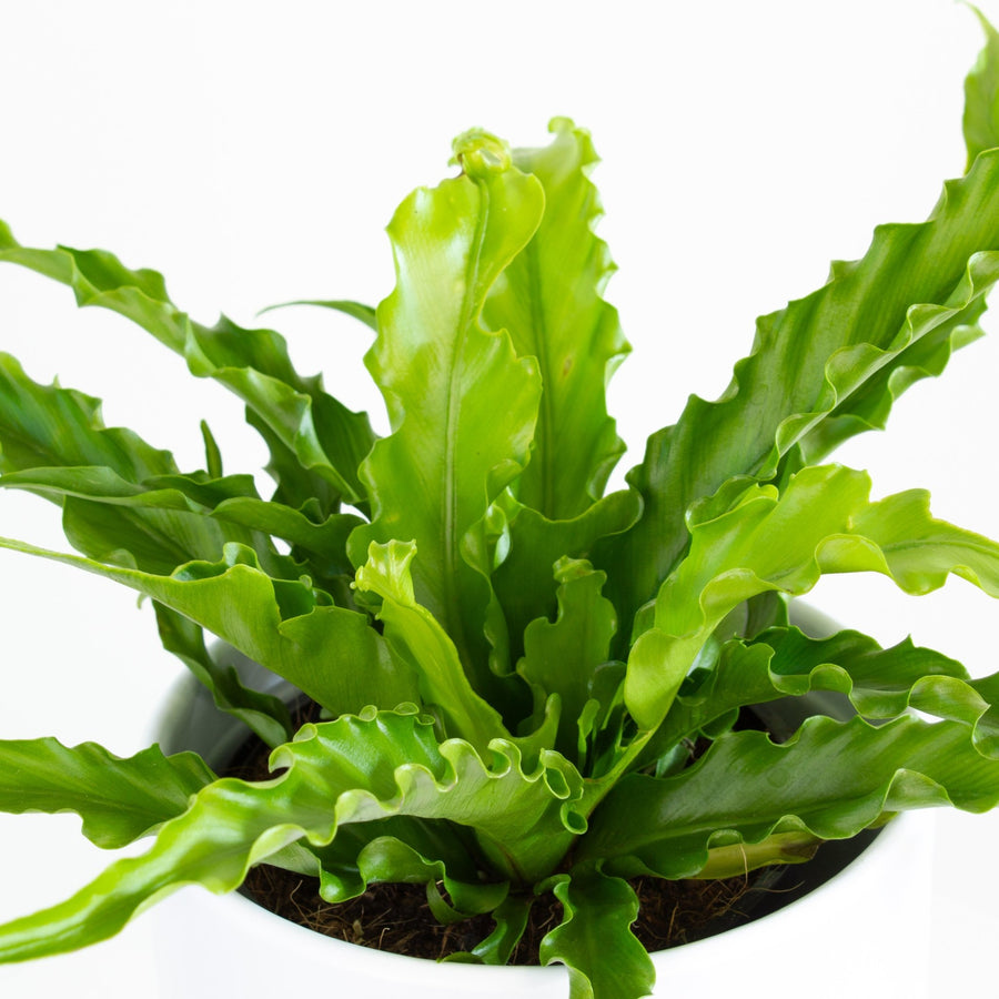 aspenium leslie birds nest fern Buy Asplenium nidus "Leslie” 14cm, Indoor Plant