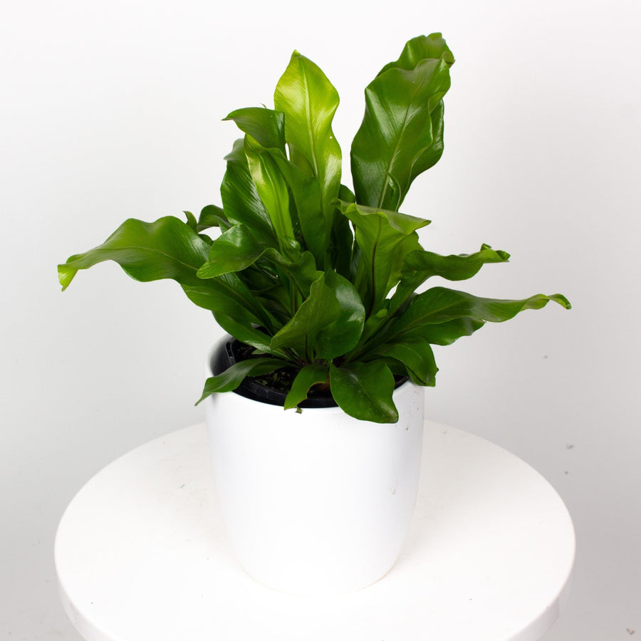 birds nest fern for sale melbourne Buy Asplenium nidus Indoor Plant, Birds Nest Fern 14cm