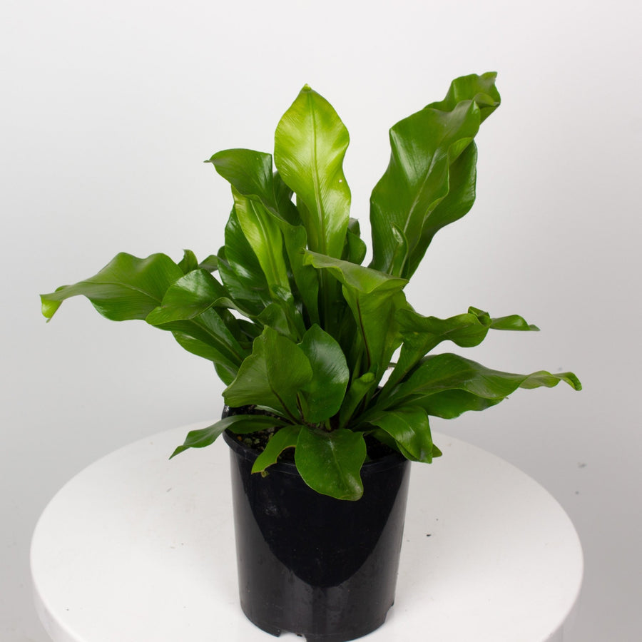 Asplenium Nidus - Birds Nest Fern 14cm pot |My Jungle Home|