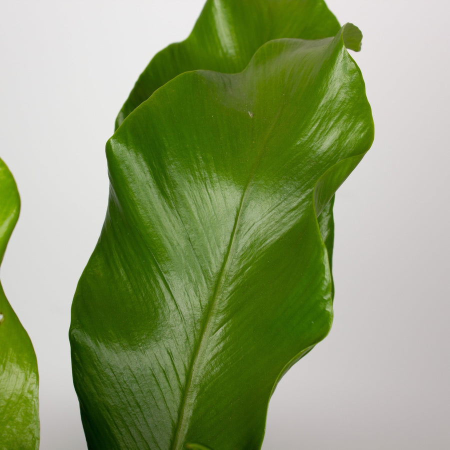 Asplenium Nidus - Birds Nest Fern 14cm pot |My Jungle Home|