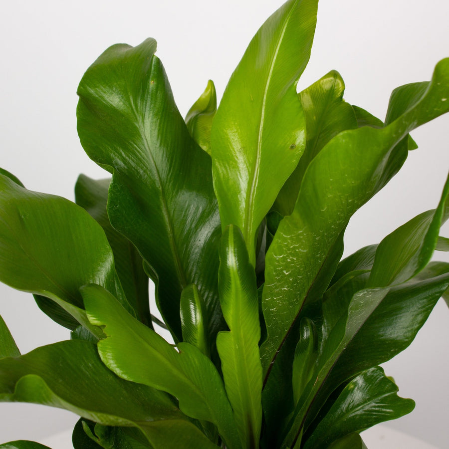 Asplenium Nidus - Birds Nest Fern 14cm pot |My Jungle Home|