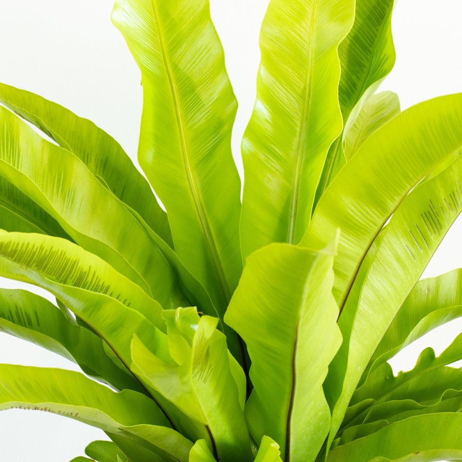 Asplenium Victoria - Ruffled Birds Nest Fern 18cm pot |My Jungle Home|