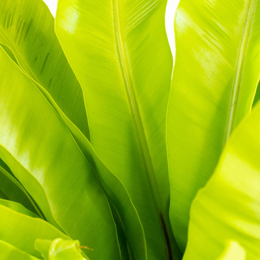 Asplenium Victoria - Ruffled Birds Nest Fern 18cm pot |My Jungle Home|