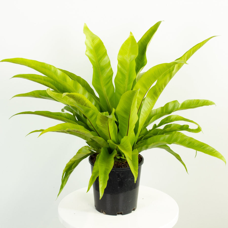 Asplenium Victoria - Ruffled Birds Nest Fern 18cm pot |My Jungle Home|