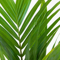 Bangalow Palm 20 cm Pot |My Jungle Home|