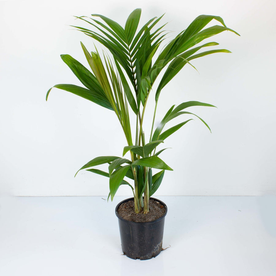 Bangalow Palm 20 cm Pot |My Jungle Home|
