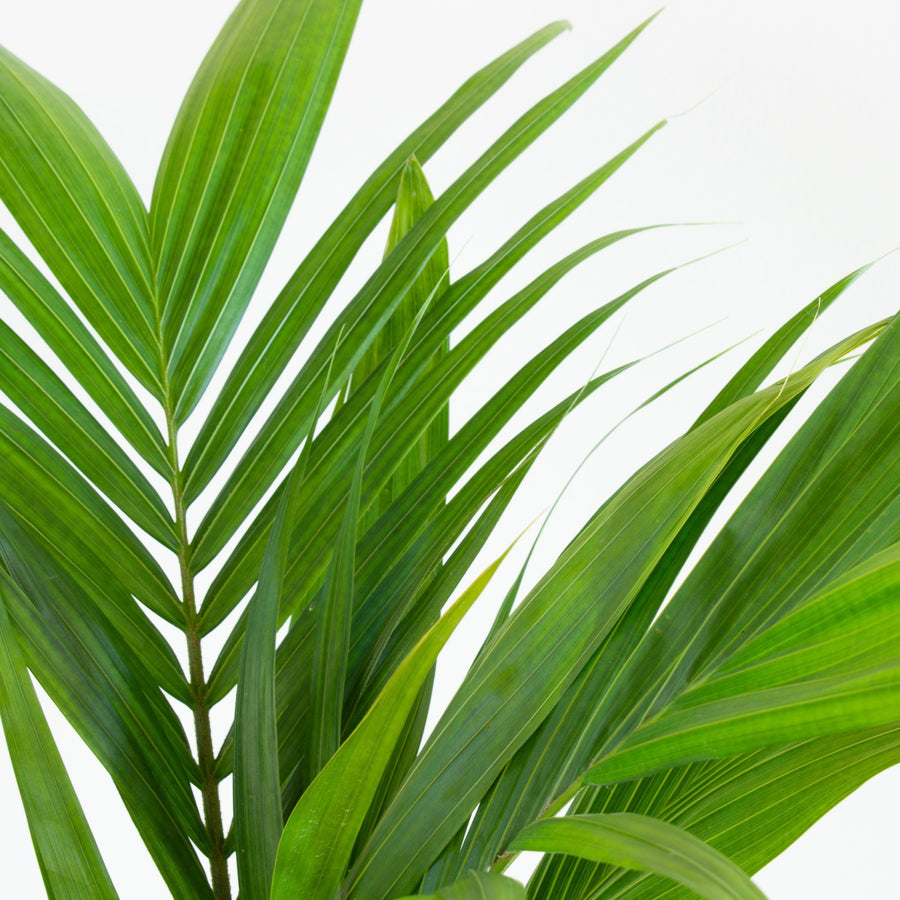 Bangalow Palm 20 cm Pot |My Jungle Home|