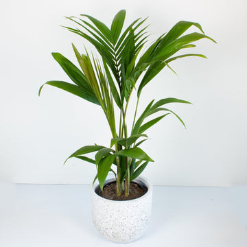 Bangalow Palm 20 cm Pot |My Jungle Home|