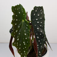 Begonia Polka Dot ‘Maculata’ 17cm pot |My Jungle Home|