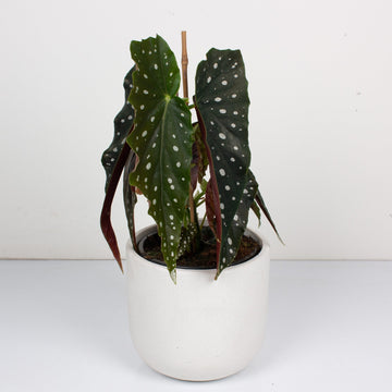 Begonia Polka Dot ‘Maculata’ 17cm pot |My Jungle Home|