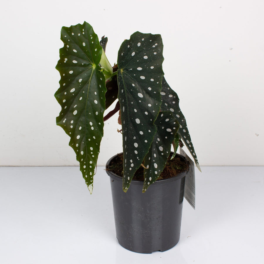 Begonia Polka Dot ‘Maculata’ 17cm pot |My Jungle Home|