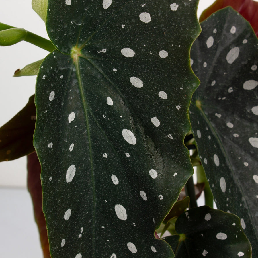 Begonia Polka Dot ‘Maculata’ 17cm pot |My Jungle Home|