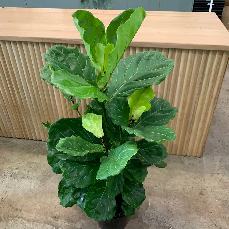 Big Bushy Fiddle Leaf Fig 'Ficus Lyrata' 25cm pot |My Jungle Home|