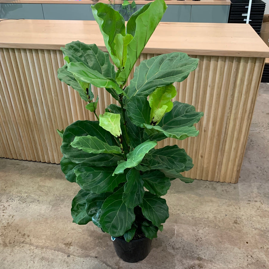 Big Bushy Fiddle Leaf Fig 'Ficus Lyrata' 25cm pot |My Jungle Home|