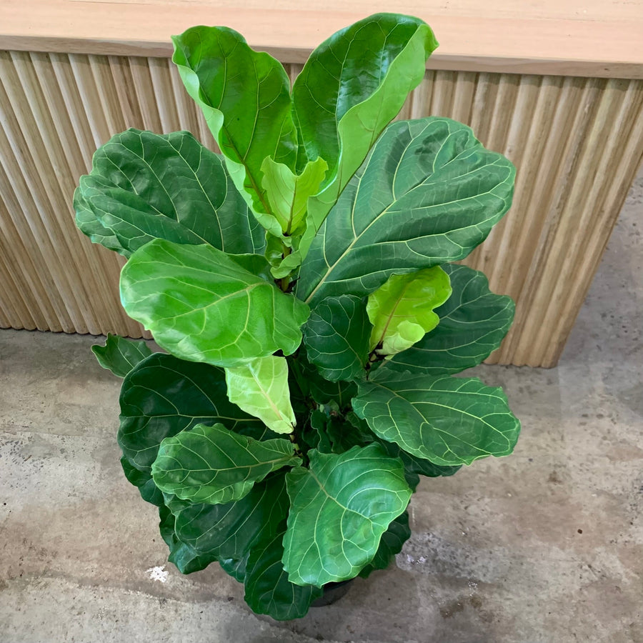 Big Bushy Fiddle Leaf Fig 'Ficus Lyrata' 25cm pot |My Jungle Home|