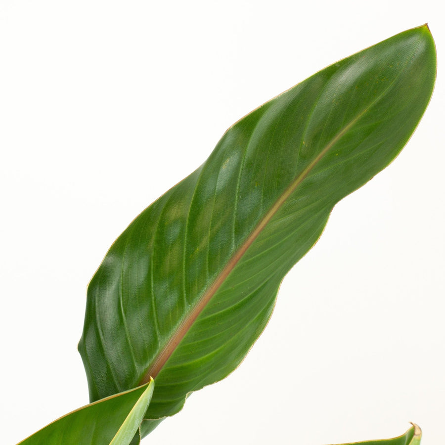 Bird of Paradise’ Strelitzia Reginae’ 18cm pot |My Jungle Home|