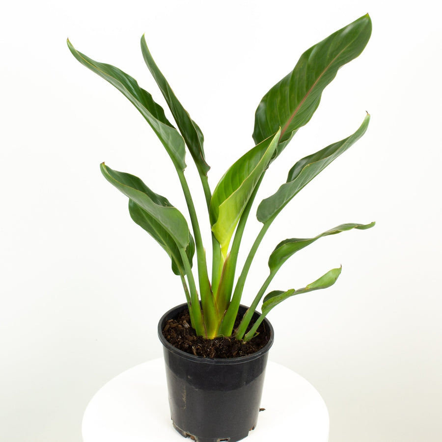 Bird of Paradise’ Strelitzia Reginae’ 18cm pot |My Jungle Home|