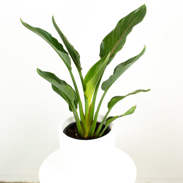 Bird of Paradise’ Strelitzia Reginae’ 18cm pot |My Jungle Home|