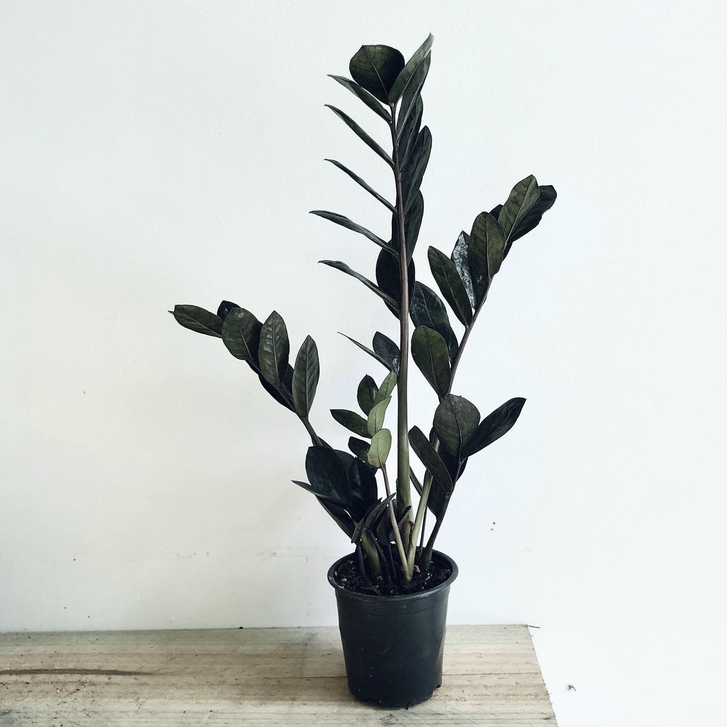 black zz plant australia Buy Black Zanzibar 'Zamioculas Raven' 12cm pot