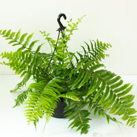 Boston Fern 'Nephrolepis' Hanging Basket 25cm pot |My Jungle Home|