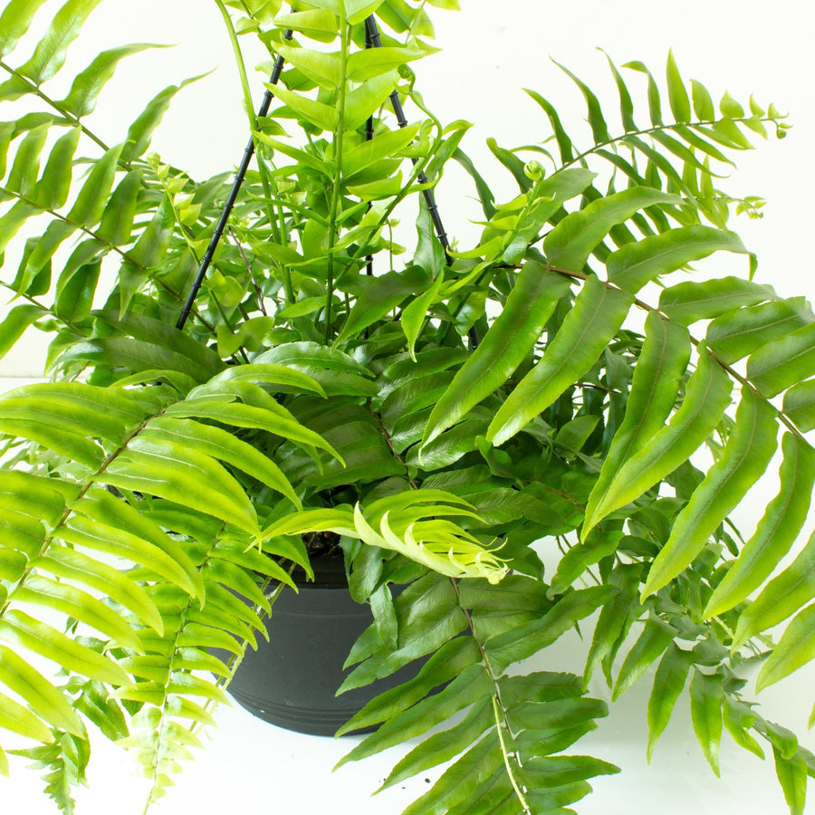 Boston Fern 'Nephrolepis' Hanging Basket 25cm pot |My Jungle Home|