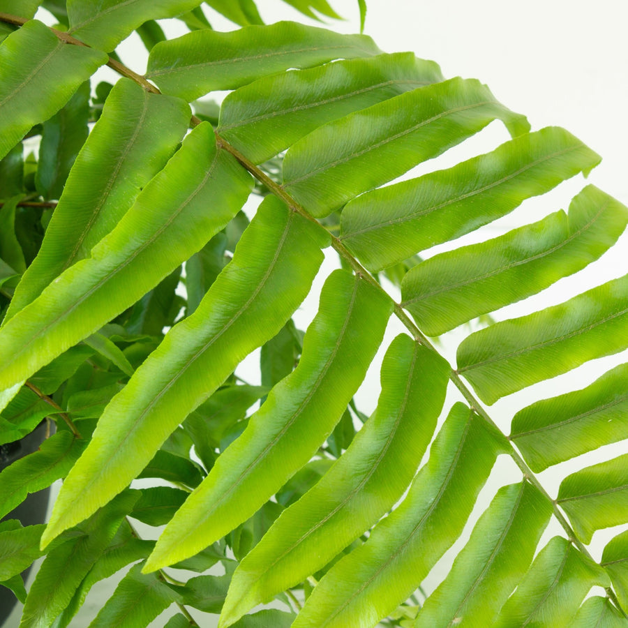 Boston Fern 'Nephrolepis' Hanging Basket 25cm pot |My Jungle Home|