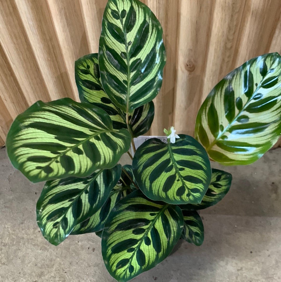 Calathea Makoyana 'Peacock Plant' 11cm pot |My Jungle Home|