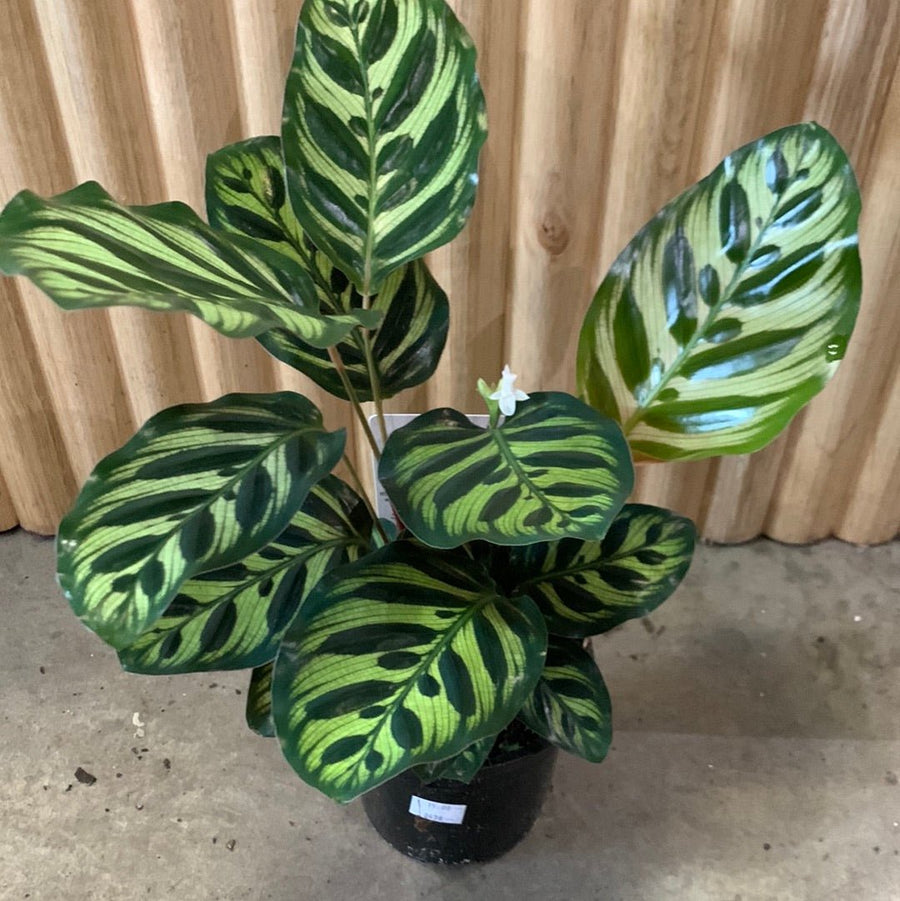 Calathea Makoyana 'Peacock Plant' 11cm pot |My Jungle Home|