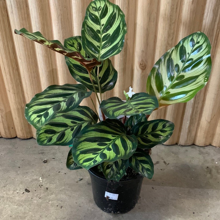 Calathea Makoyana 'Peacock Plant' 11cm pot |My Jungle Home|