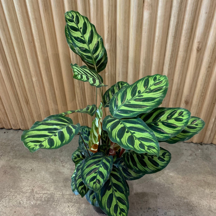 Calathea Makoyana 'Peacock Plant' 12.5cm pot |My Jungle Home|