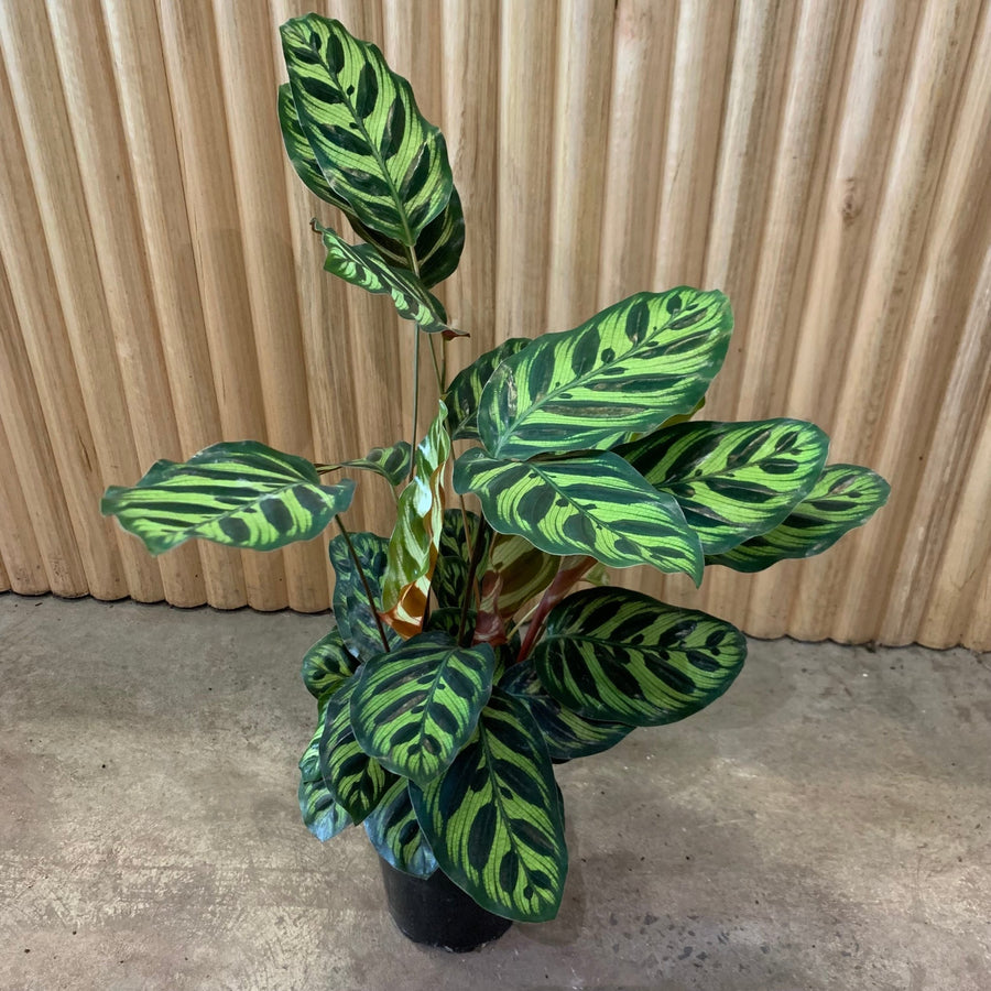 Calathea Makoyana 'Peacock Plant' 12.5cm pot |My Jungle Home|