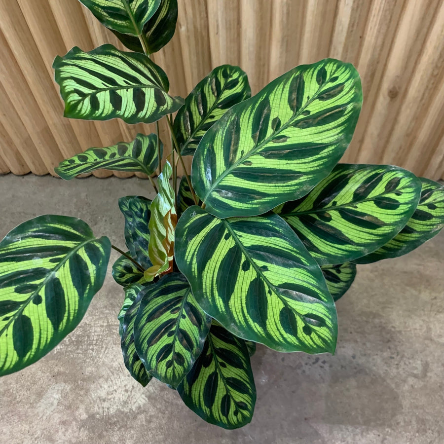 Calathea Makoyana 'Peacock Plant' 12.5cm pot |My Jungle Home|