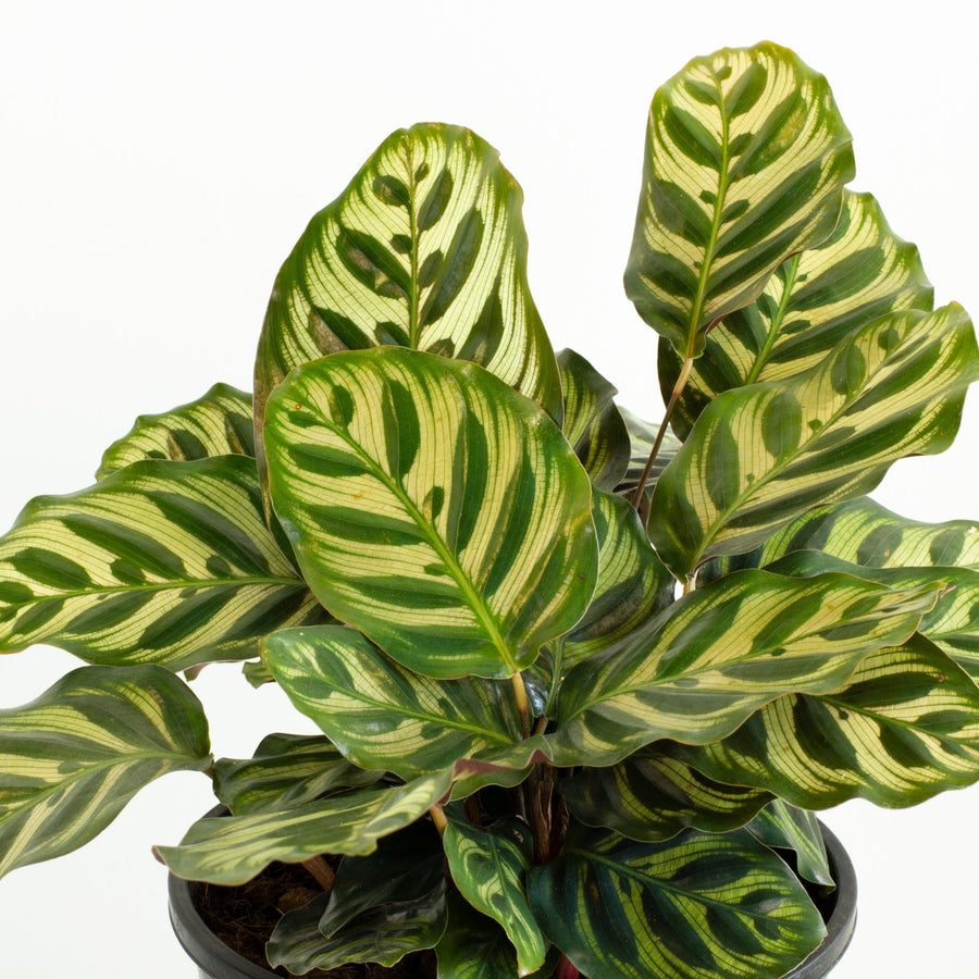 Calathea Makoyana – Peacock Plant 18cm pot |My Jungle Home|