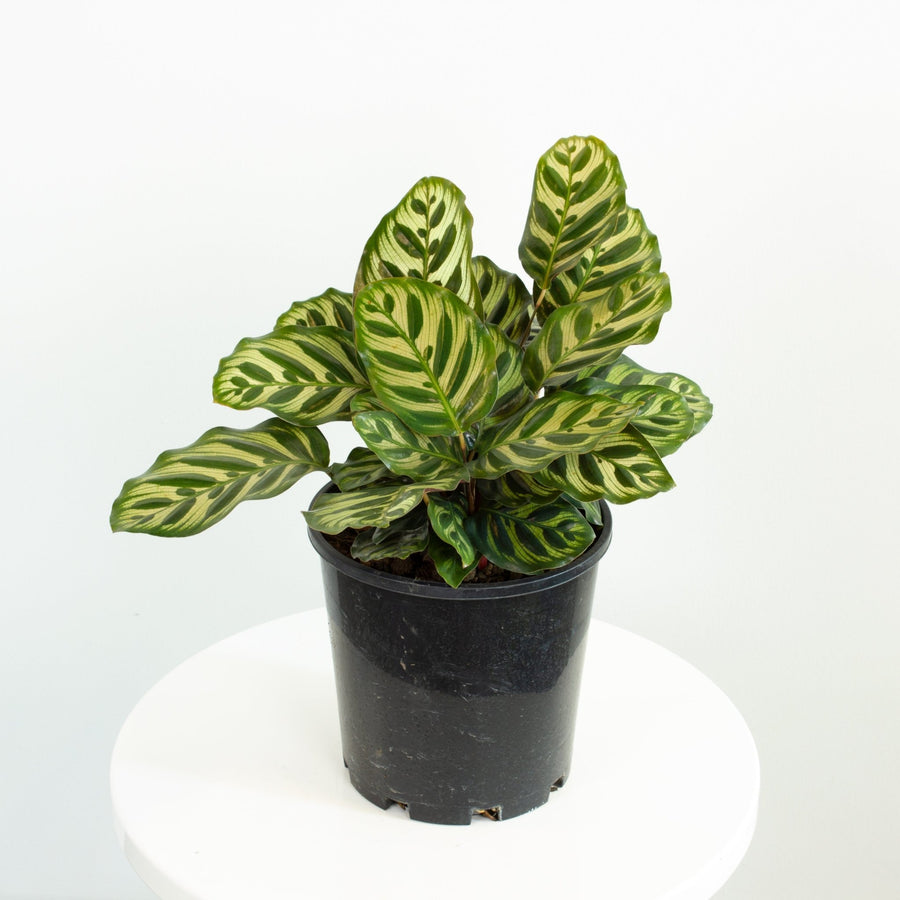 Calathea Makoyana – Peacock Plant 18cm pot |My Jungle Home|