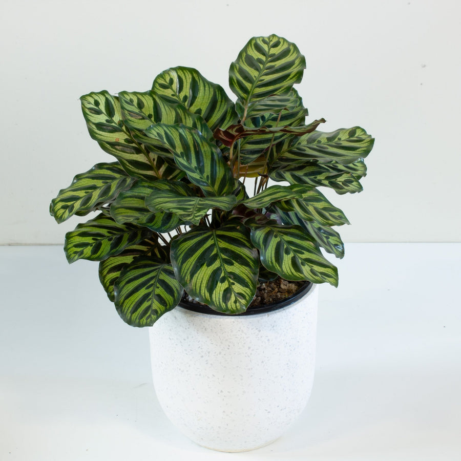 Calathea Makoyana 'Peacock Plant' 20cm pot |My Jungle Home|