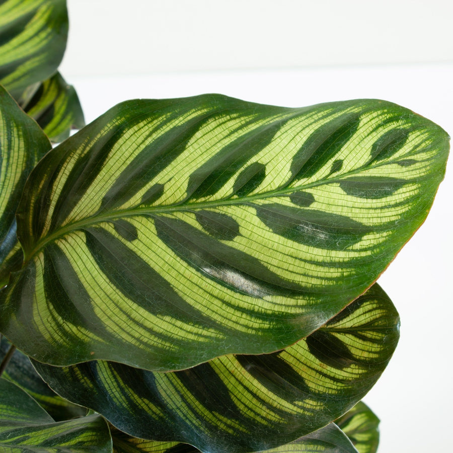 Calathea Makoyana 'Peacock Plant' 20cm pot |My Jungle Home|