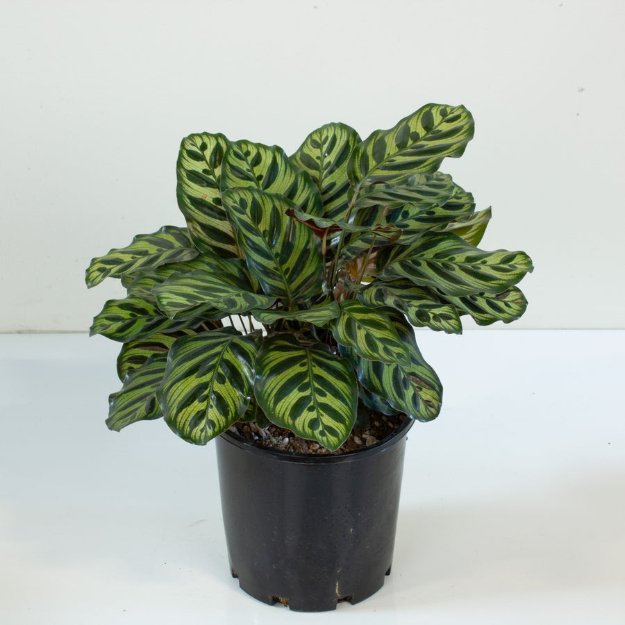 Calathea Makoyana 'Peacock Plant' 20cm pot |My Jungle Home|