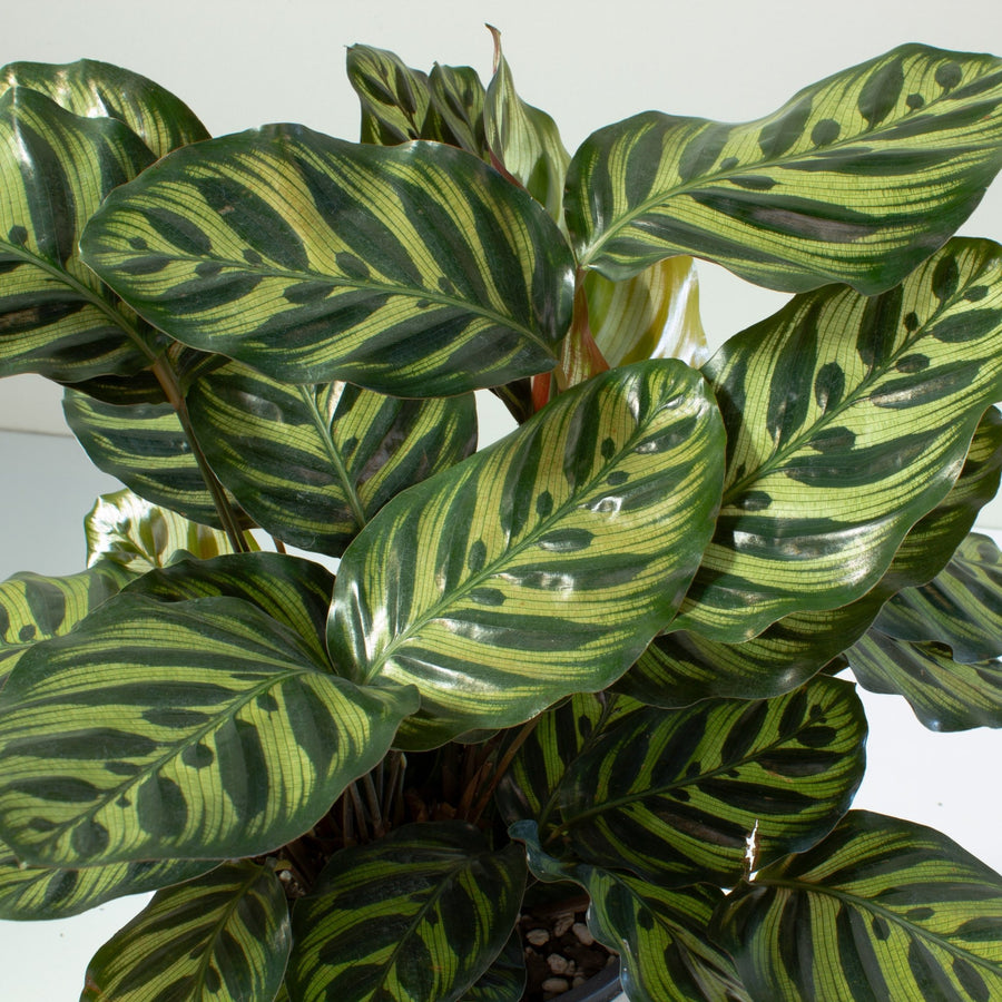 Calathea Makoyana 'Peacock Plant' 20cm pot |My Jungle Home|