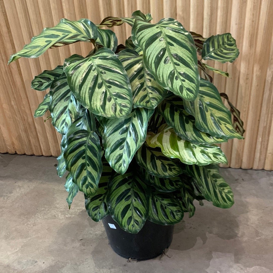 Calathea Makoyana 'Peacock Plant' 25cm pot |My Jungle Home|