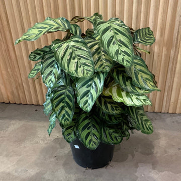 Calathea Makoyana 'Peacock Plant' 25cm pot |My Jungle Home|