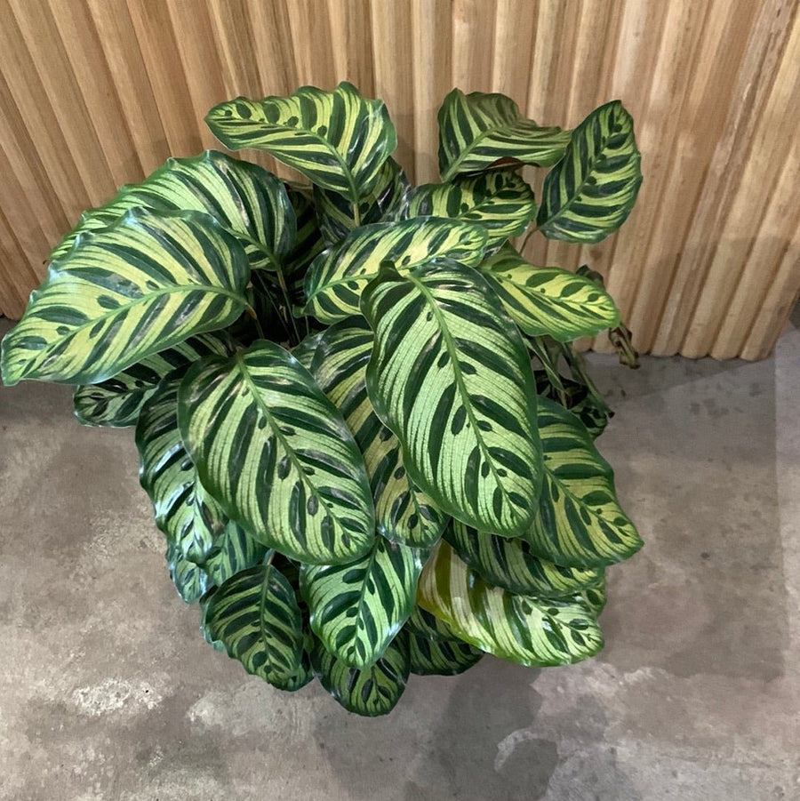 Calathea Makoyana 'Peacock Plant' 25cm pot |My Jungle Home|