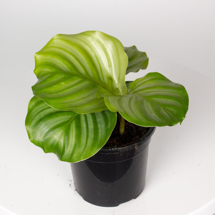 Calathea Orbifolia 13cm pot |My Jungle Home|