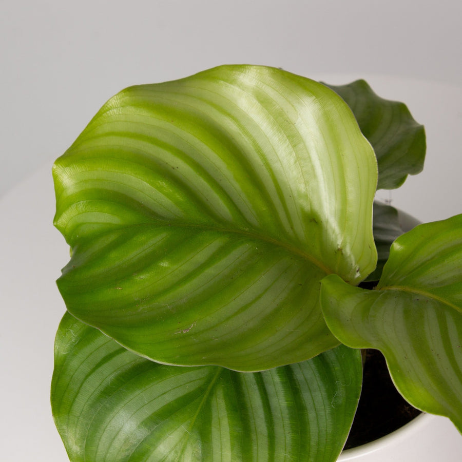 Calathea Orbifolia 13cm pot |My Jungle Home|