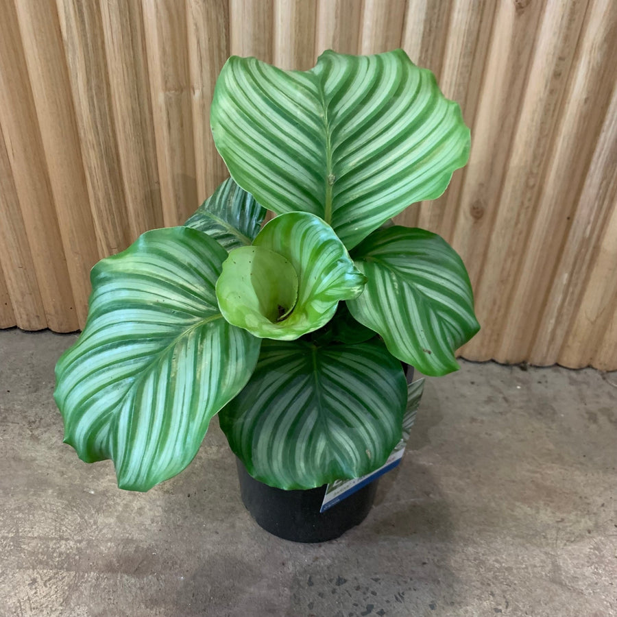 Calathea Orbifolia 17cm pot |My Jungle Home|