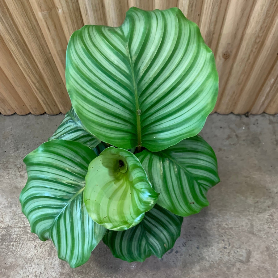 Calathea Orbifolia 17cm pot |My Jungle Home|