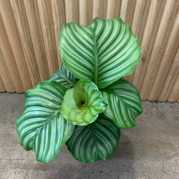 Calathea Orbifolia 17cm pot |My Jungle Home|